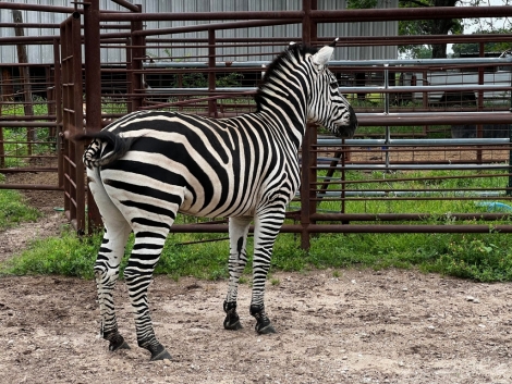 HorseID: 2271764 Zeke The Zebra - PhotoID: 1043406