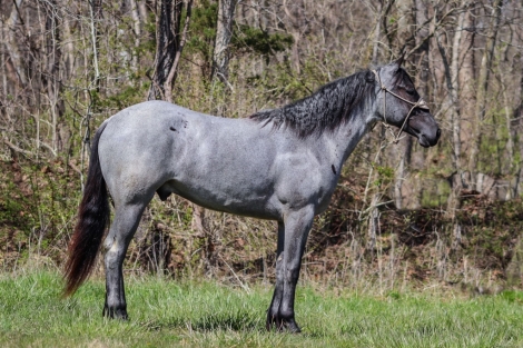 HorseID: 2270113 RW Tennessee Reed - PhotoID: 1041153