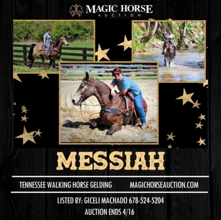 HorseID: 2270318 Messiah - PhotoID: 1041389
