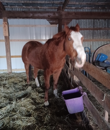 HorseID: 2270334 Mack--Up for Adoption to Good Home - PhotoID: 1041405