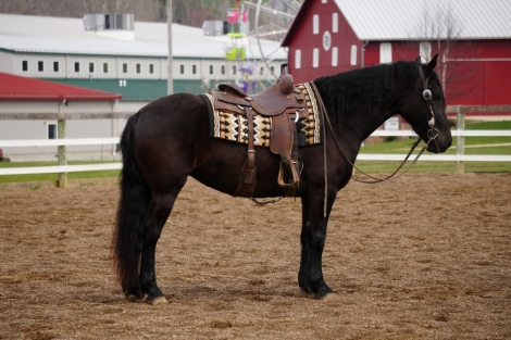 HorseID: 2270426 Black Beauty - PhotoID: 1041538