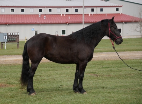 HorseID: 2270426 Black Beauty - PhotoID: 1041539