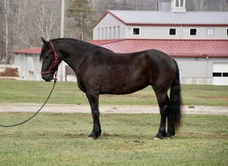 HorseID: 2270426 Black Beauty - PhotoID: 1041540
