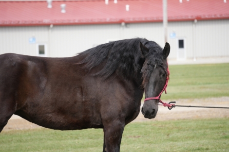 HorseID: 2270426 Black Beauty - PhotoID: 1041541