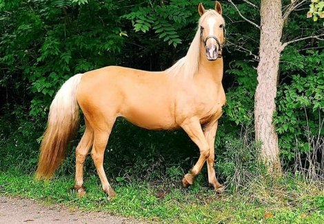HorseID: 2270520 Jasmine - PhotoID: 1041619