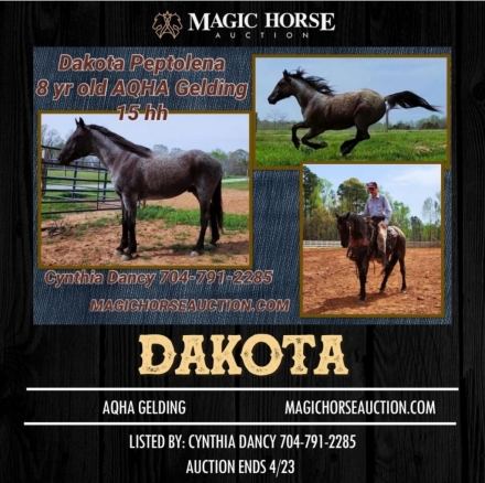 HorseID: 2270830 Dakota Peptolena - PhotoID: 1042013