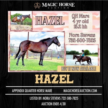 HorseID: 2271152 Hazel - PhotoID: 1042523
