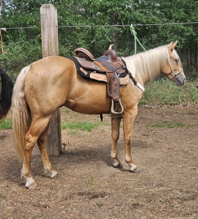 HorseID: 2271263 FlashBac Peppy - PhotoID: 1042659