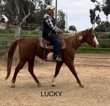 HorseID: 2271384 Lucky - PhotoID: 1042850