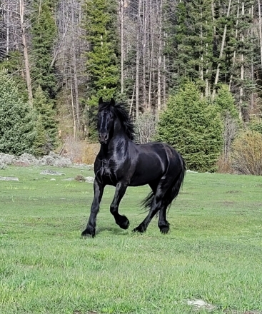 HorseID: 2271450 Denali - PhotoID: 1042933