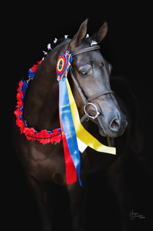 HorseID: 2271505 Victorious Noir - PhotoID: 1043000