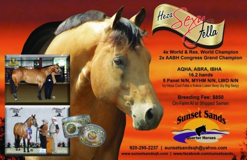 HorseID: 2214168 Heza Sexy Fella - PhotoID: 999632