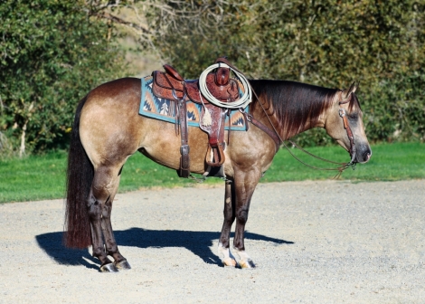 HorseID: 2265250 Shesa Whizkey Lady - PhotoID: 1034557