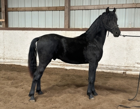 HorseID: 2267041 Aqui Venco Cowboy - PhotoID: 1037000