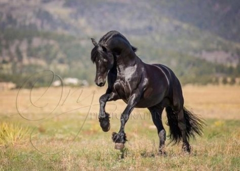 HorseID: 2267041 Aqui Venco Cowboy - PhotoID: 1037002