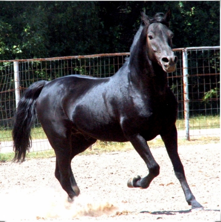 HorseID: 2267041 Aqui Venco Cowboy - PhotoID: 1037003