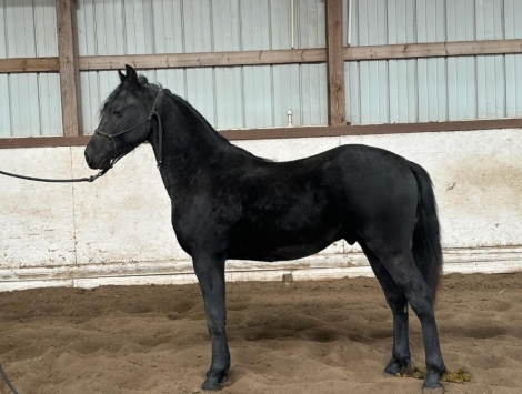 HorseID: 2267041 Aqui Venco Cowboy - PhotoID: 1037004