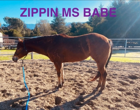 HorseID: 2267190 Zippin Ms Babe - PhotoID: 1037159