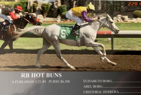 HorseID: 2268192 RB Hot Buns - PhotoID: 1038475