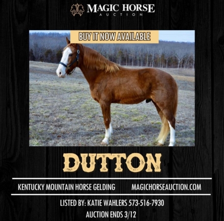 HorseID: 2268336 Dutton* - PhotoID: 1038714