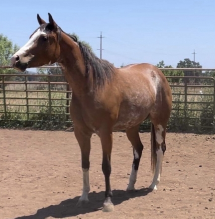 HorseID: 2262206 Dtr of Superior All-Around in foal to Lopin Lazy. - PhotoID: 1035487