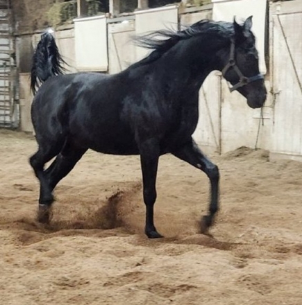 HorseID: 2201850 Black Arabian Colts & Stallions - PhotoID: 1039681