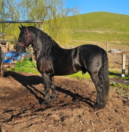 HorseID: 2263429 Friesian Sporthorse/Friesian cross - PhotoID: 1040183
