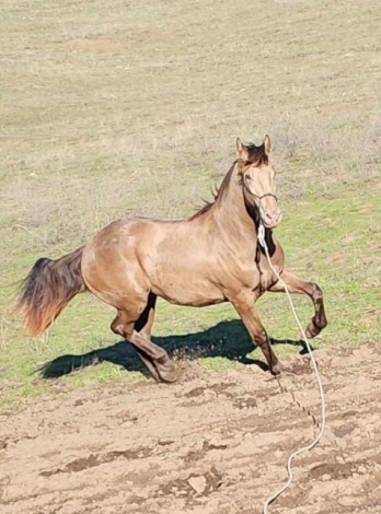 HorseID: 2263429 Friesian Sporthorse/Friesian cross - PhotoID: 1040184
