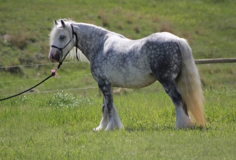 HorseID: 2268533 SD LADY GREY - PhotoID: 1039021