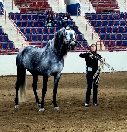 HorseID: 2268642 Marques MC - PhotoID: 1039160