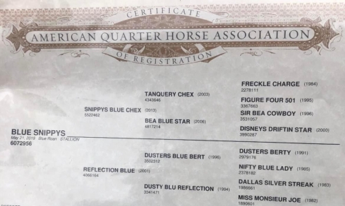 HorseID: 2269232 Ace's Blue Snippy - PhotoID: 1039941