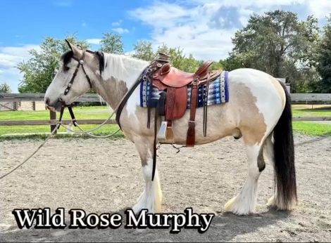 HorseID: 2269645 Wild Rose Murphy - PhotoID: 1040437