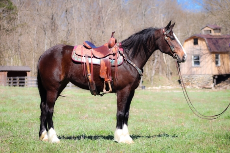 HorseID: 2269748 Annie Oakley HH - PhotoID: 1040588