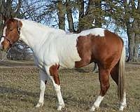 HorseID: 2269897 Look Of A Linebacker - PhotoID: 1040809