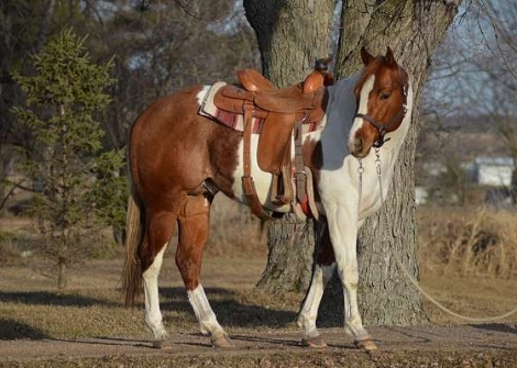 HorseID: 2269897 Look Of A Linebacker - PhotoID: 1040811