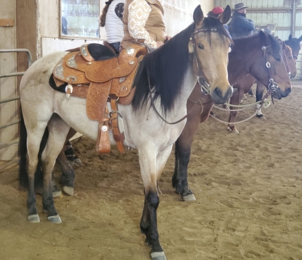 HorseID: 2272311 Azteca Mare Lillyanna - PhotoID: 1044127