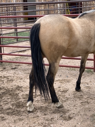 HorseID: 2272332 Dandy Dunit Her Way - PhotoID: 1044153