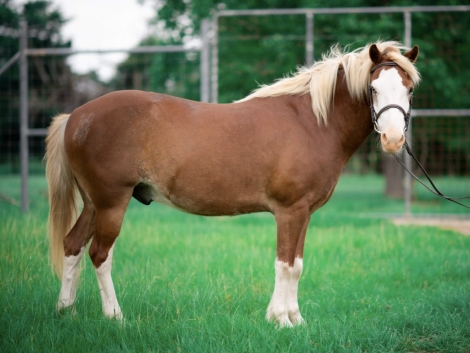 HorseID: 2272508 Twix - PhotoID: 1044353