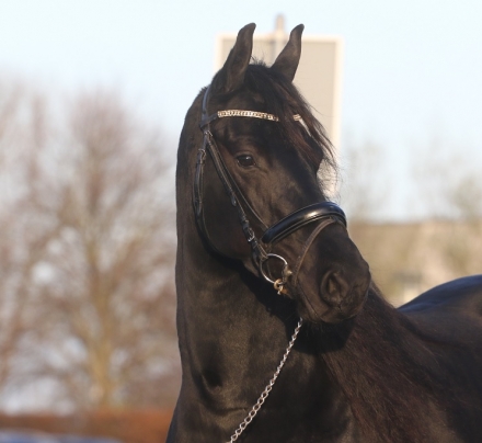 HorseID: 2247348 Amore fan’e Ridderdijk - PhotoID: 1030619