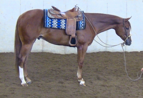 HorseID: 2259997 HEZ ONLY LUVAH - PhotoID: 1030575