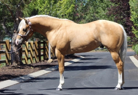 HorseID: 2262176 16h Palomino Stallion w/Chrome Dressge/Jumping/WE - PhotoID: 1030689