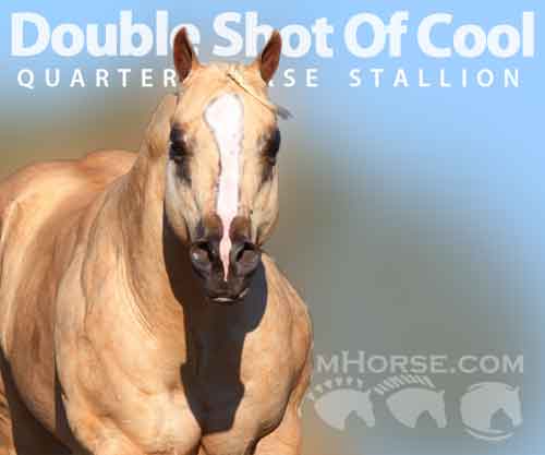 Horse ID: 2107912 Double Shot Of Cool