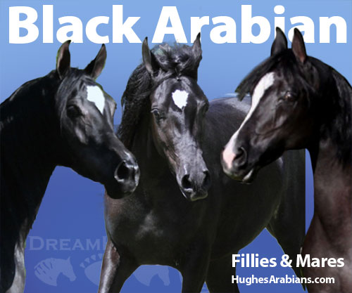 Horse ID: 2186796 Black Arabian Fillies & Mares