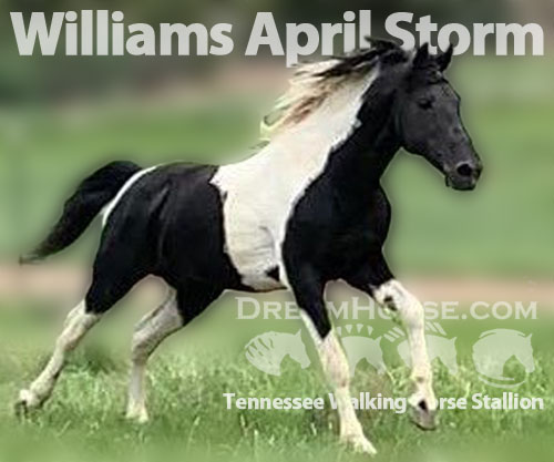 Horse ID: 2199037 Williams April Storm