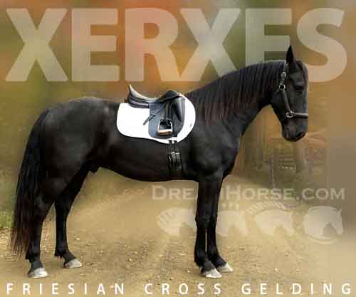 Horse ID: 2219076 Xerxes de LaCheval.com
