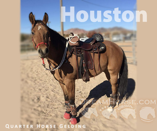 Horse ID: 2226317 Houston