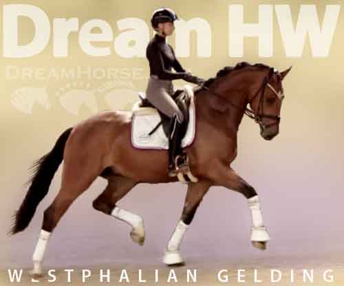 Horse ID: 2235519 Dream HW @ www.HWfarm.com
