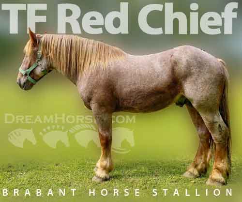Horse ID: 2240626 TF Red Chief