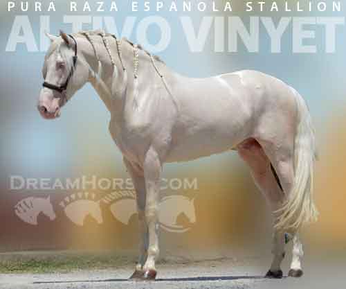 Horse ID: 2240654 Altivo Vinyet