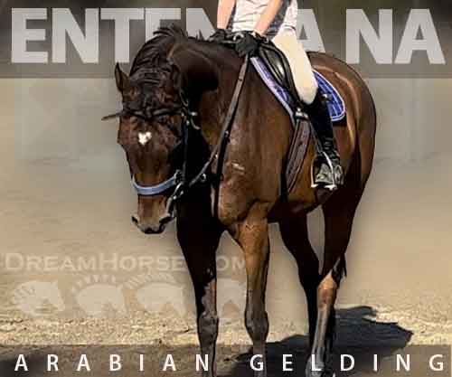 Horse ID: 2243076 Entenza NA